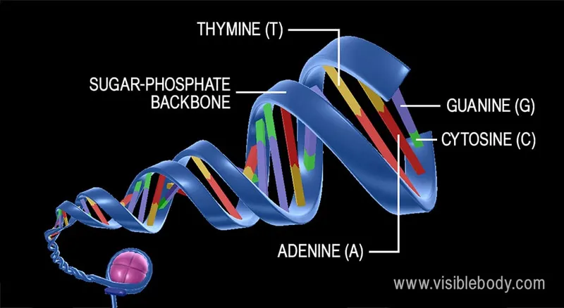 DNA double helix structure