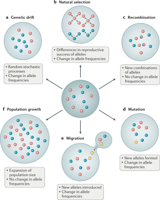 Factors affecting population allele frequencies