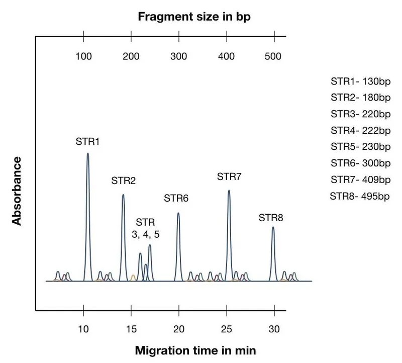 Electropherogram showing STR peaks