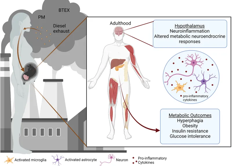 Prenatal air pollution exposure effects on neurodevelopment
