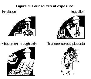 Workplace Chemical Exposure Routes