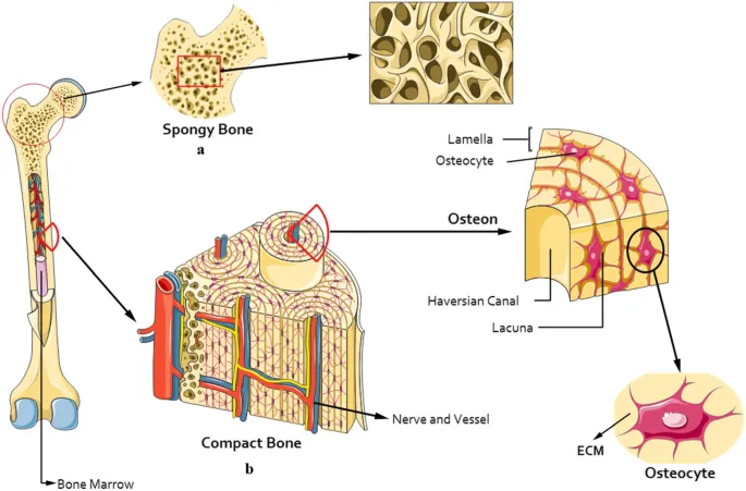 Bone structure: spongy, compact, osteon, osteocyte, ECM