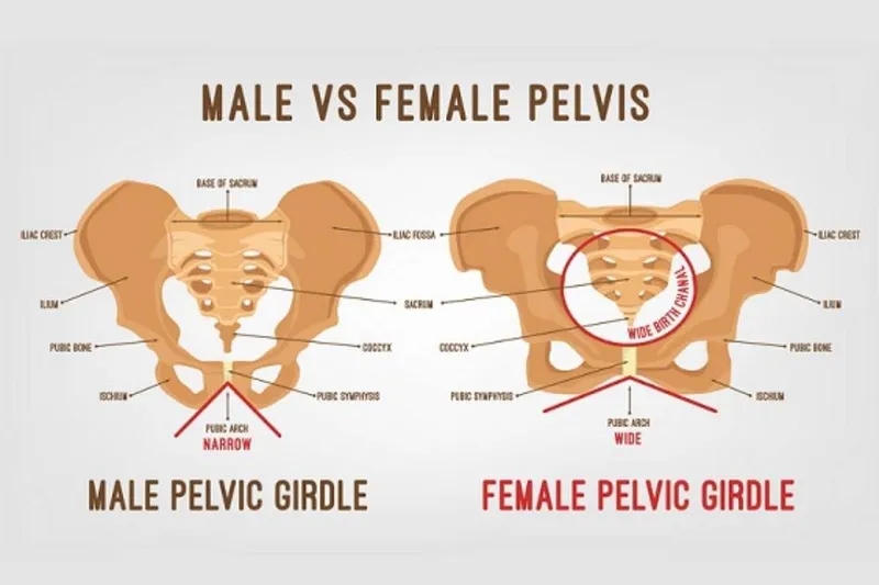 Male vs Female Pelvis Anatomy