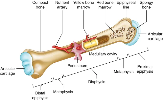 Labeled diagram of long bone anatomy