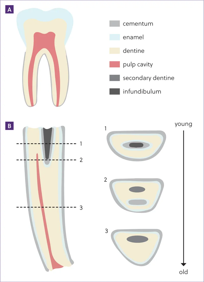 Tooth cross-section showing age-related changes