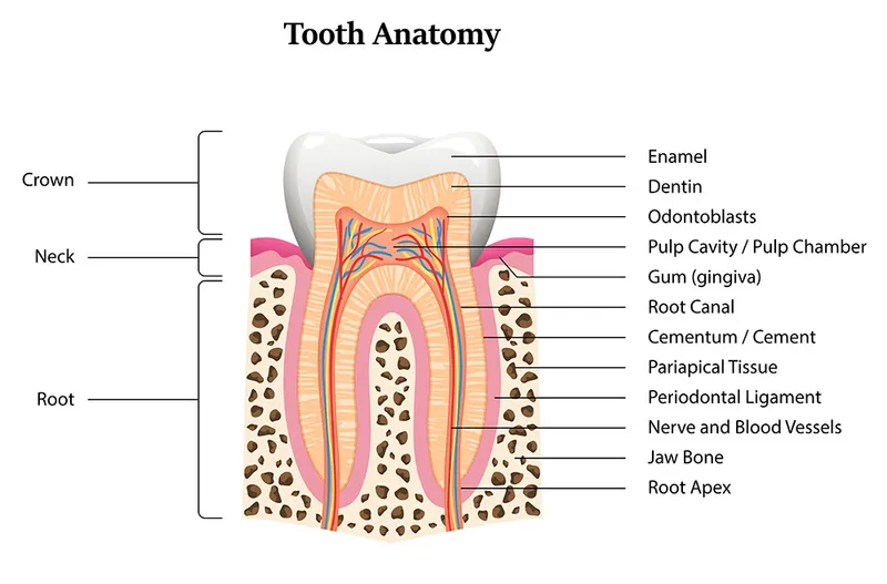 Tooth Anatomy Diagram
