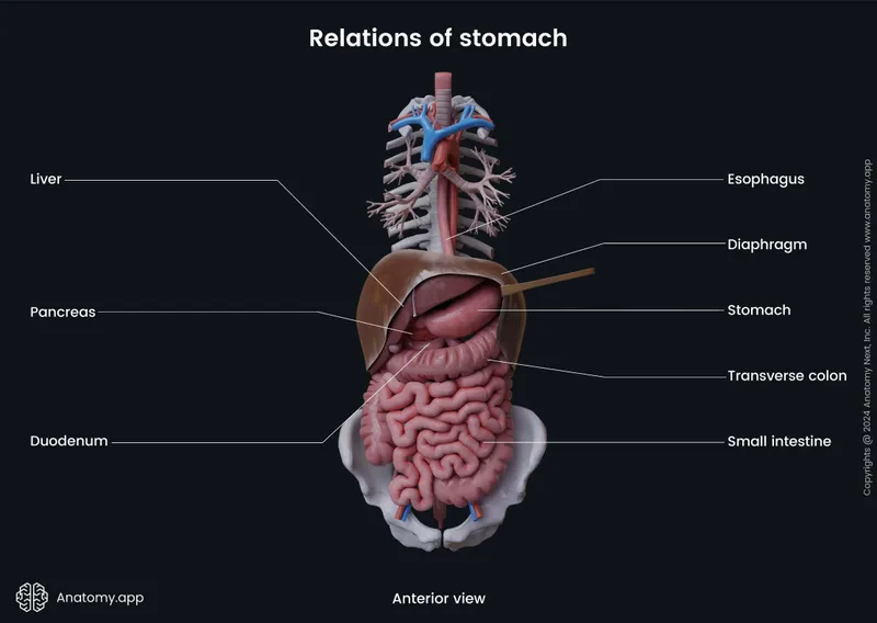 Anterior view of abdominal organ relations