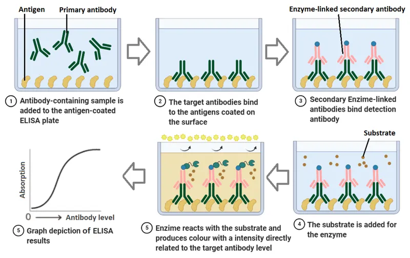 ELISA principle diagram