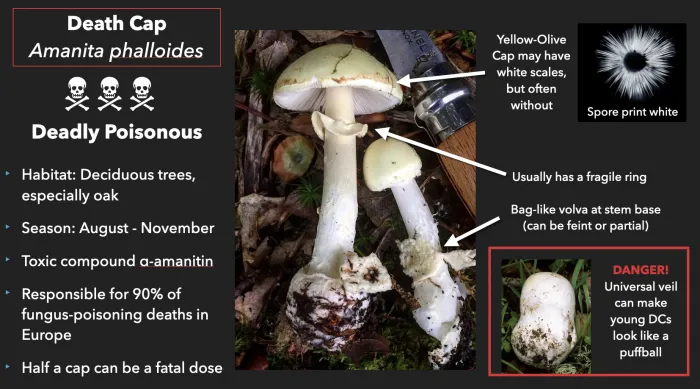 Amanita phalloides (Death Cap) identification