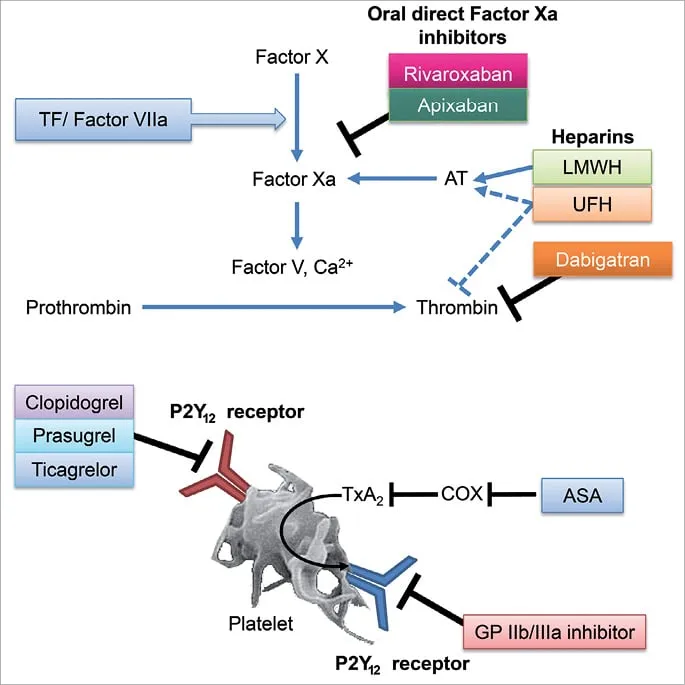 Anticoagulant and antiplatelet mechanisms of action