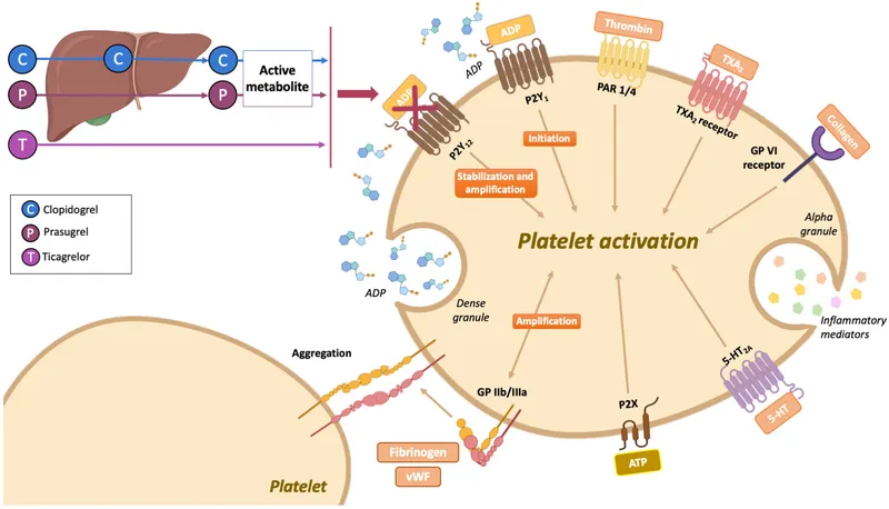 Platelet activation pathway and antiplatelet drug targets
