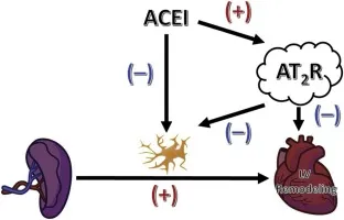 ACEI mechanism in preventing cardiac remodeling