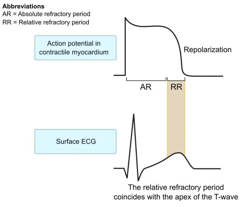 Cardiac Action Potential and Refractory Periods
