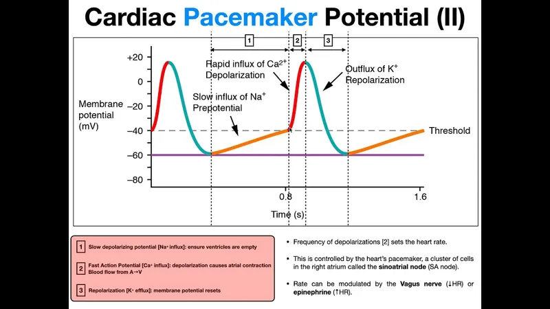 Cardiac Pacemaker Potential Action Potential Diagram