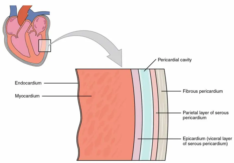 Anatomy of the Pericardial Sac and Heart Wall Layers