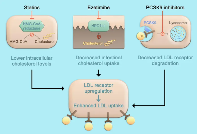 Mechanisms of action: Statins, Ezetimibe, PCSK9 inhibitors