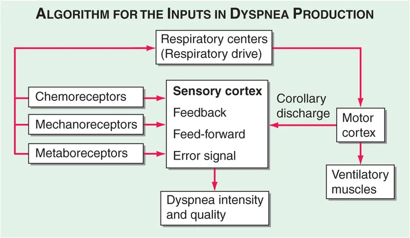 Dyspnea pathophysiology diagram