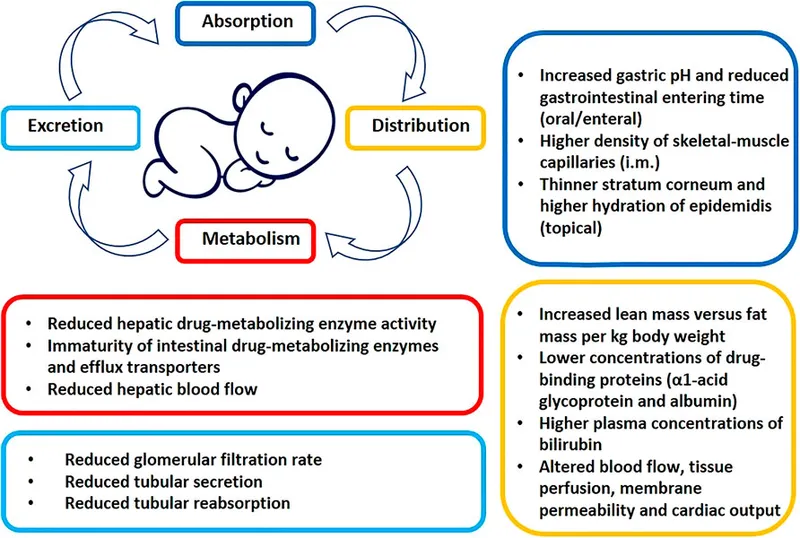 Pediatric vs Adult Drug ADME Differences