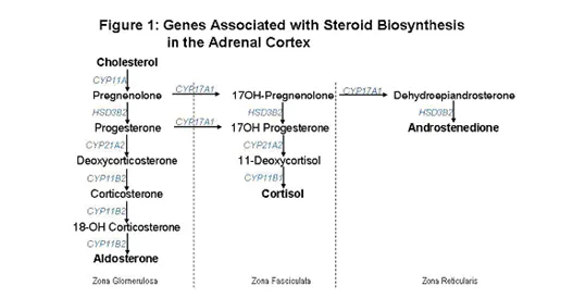 Congenital Adrenal Hyperplasia Enzymatic Pathways