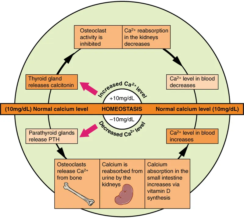 Calcium Homeostasis Regulation