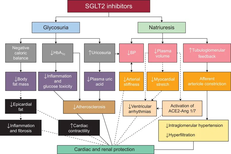 SGLT2 Inhibitor Mechanisms and Benefits