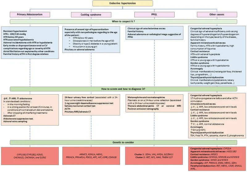 Endocrine Hypertension: Suspecting, Screening, Diagnosis