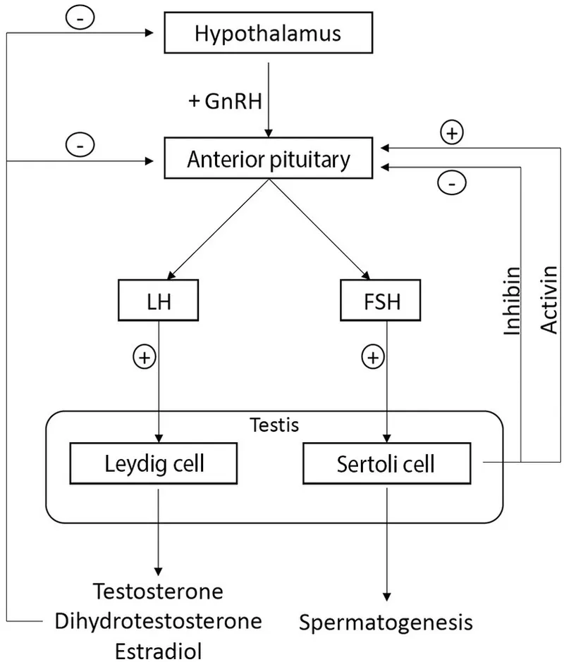 Male reproductive axis HPG feedback loop