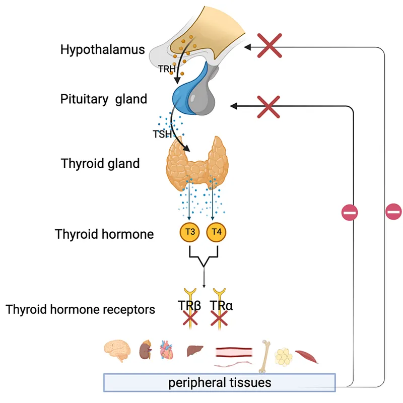 HPT Axis and Thyroid Tests Overview