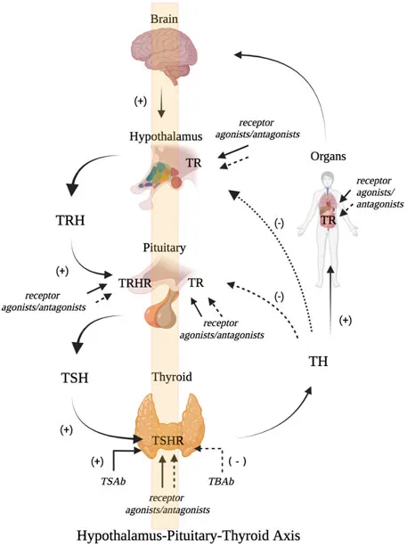 Hypothalamus-Pituitary-Thyroid Axis Feedback Loop