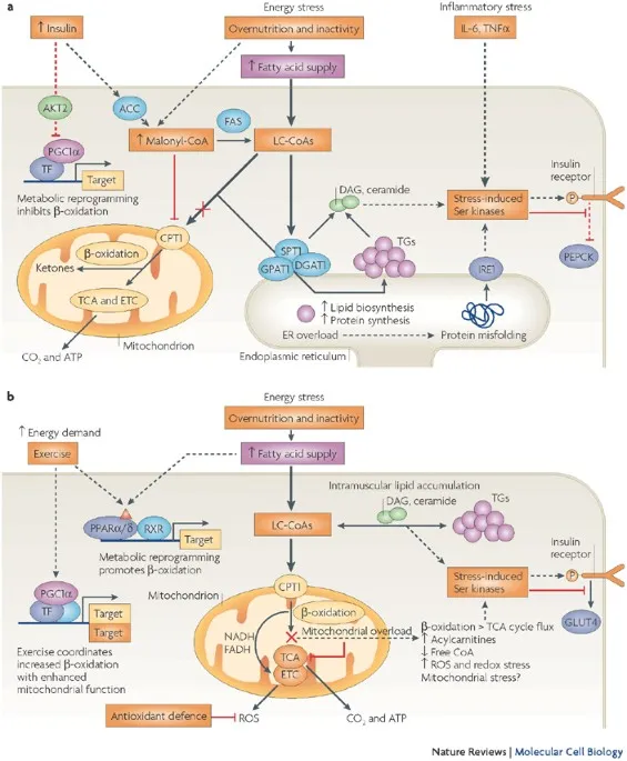 Cellular mechanisms of insulin resistance in type 2 diabetes