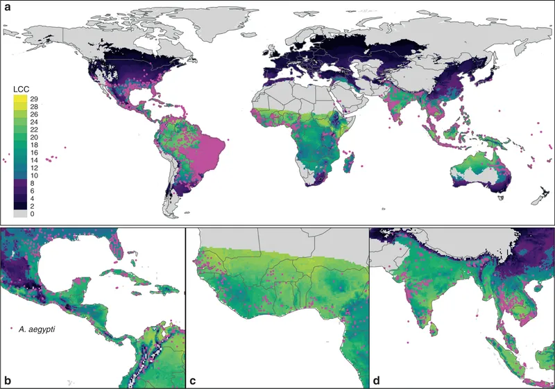 Global A. aegypti distribution and climate change impact