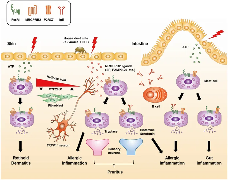 Allergic reaction mechanism in skin and intestine