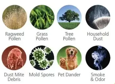 Common Environmental Allergens