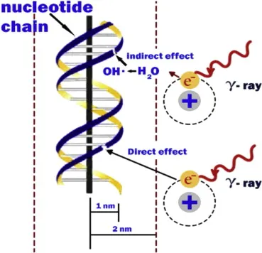 Direct vs. Indirect Radiation Damage to DNA