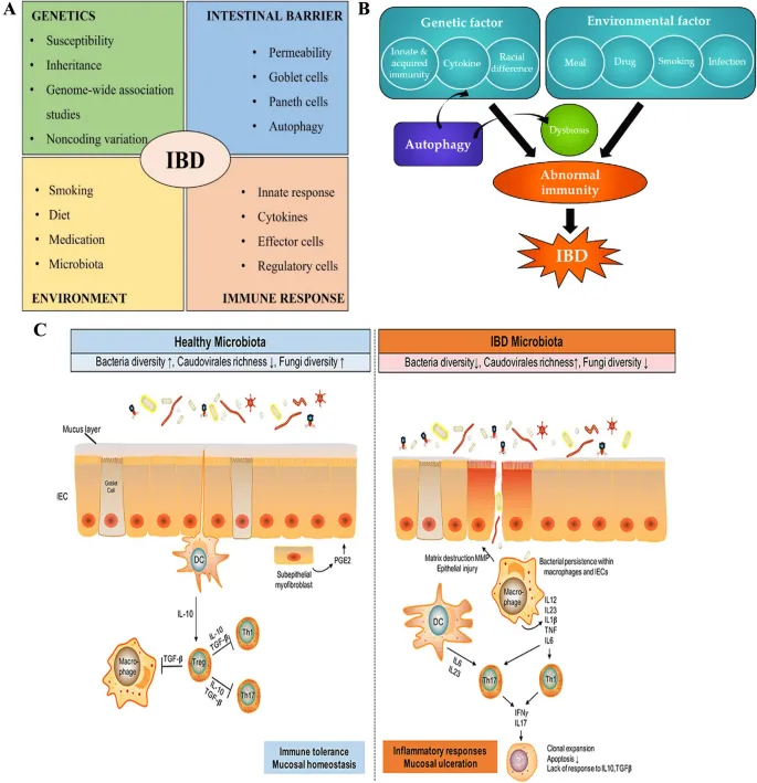 Pathogenesis of Inflammatory Bowel Disease