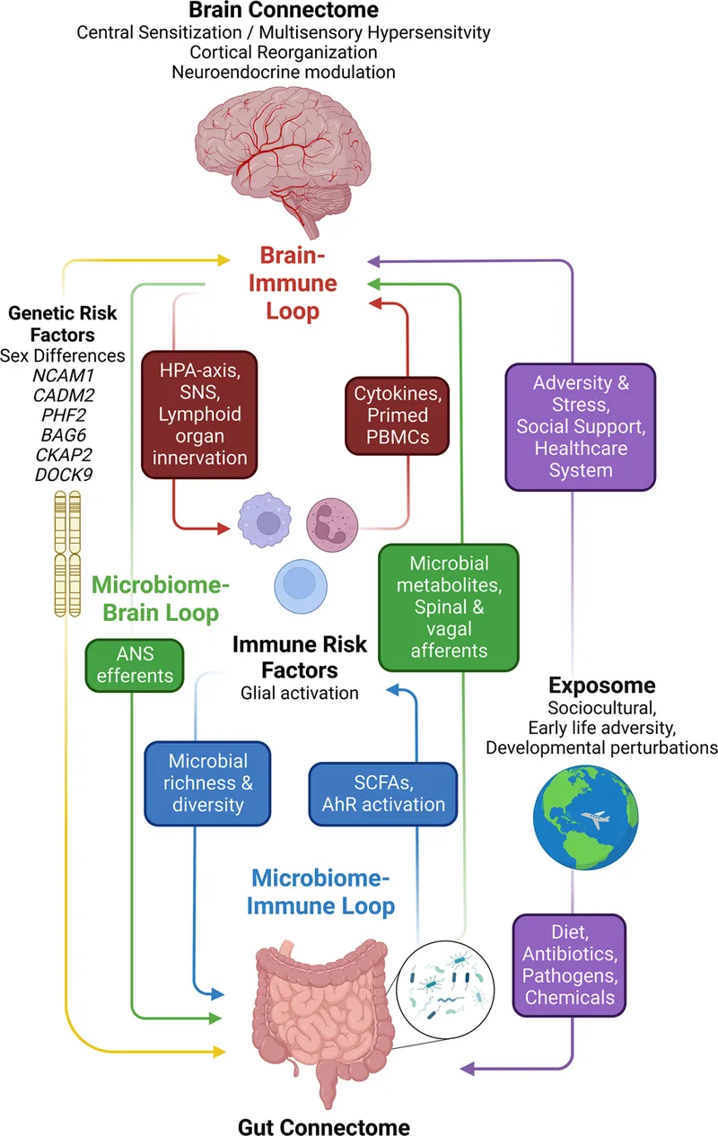 Gut-Brain Axis in IBS: Pathophysiology and Risk Factors