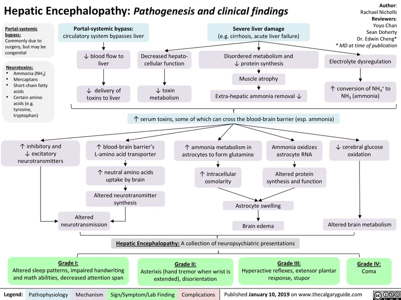 Hepatic Encephalopathy Pathogenesis and Findings