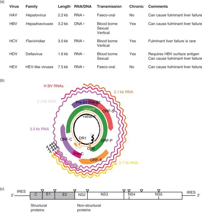 Hepatitis virus comparison and genome diagrams