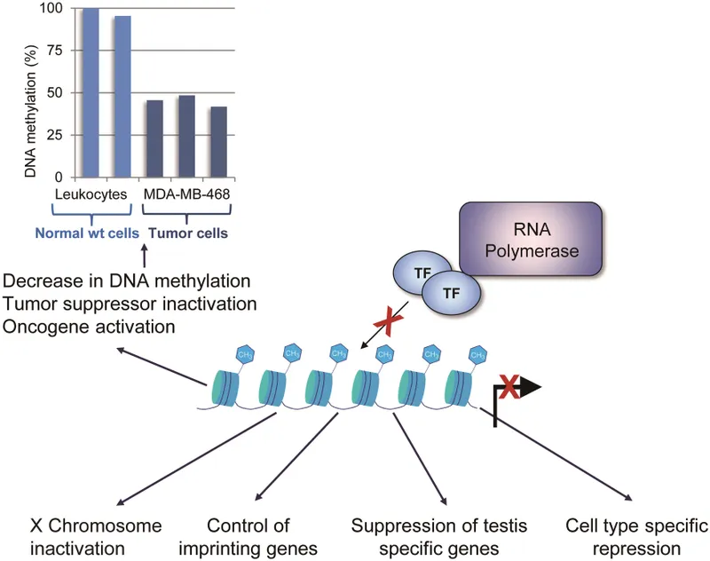 DNA methylation in normal and tumor cells