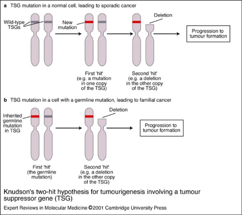 Knudson's two-hit hypothesis for TSG inactivation