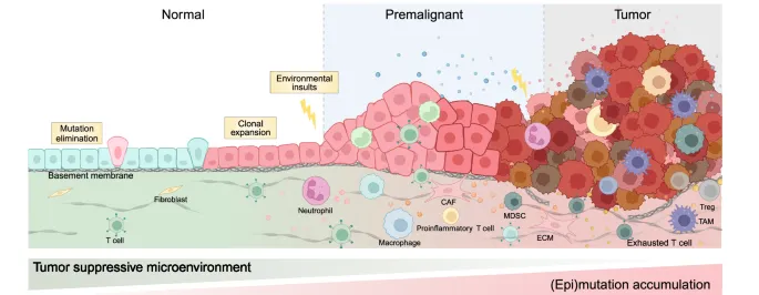 Genetic changes in cancer development