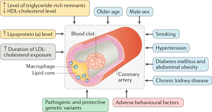 Atherosclerosis risk factors including genetic variants
