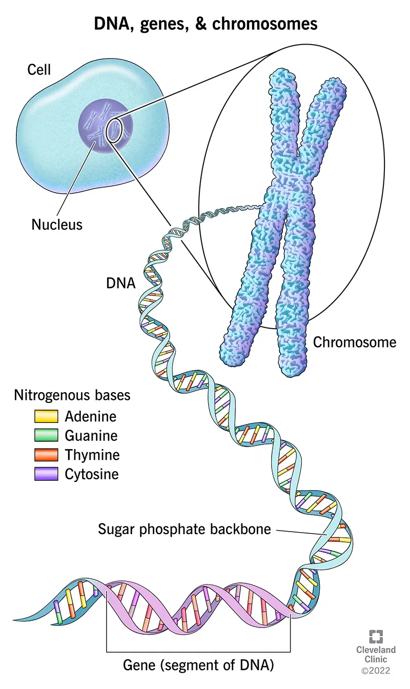 DNA, genes, and chromosomes relationship diagram