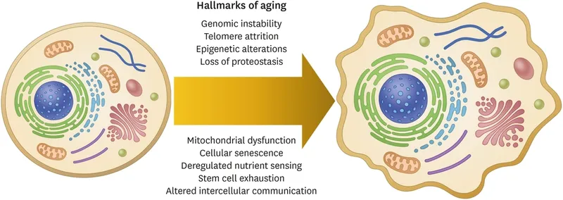 Cellular Hallmarks of Aging