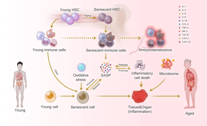 Systemic aging processes and inflammation