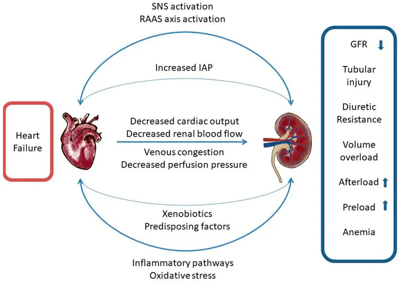 Cardio-renal syndrome pathophysiology diagram