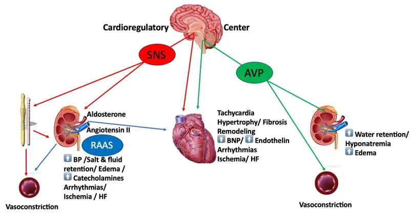 Neurohormonal Activation and Cardiac Remodeling in HF