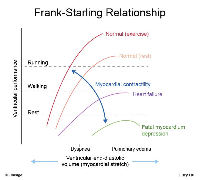 Frank-Starling curves: normal vs. heart failure