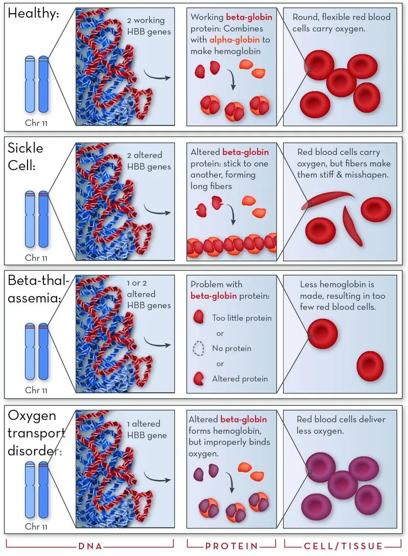 Hemoglobinopathies: DNA to Cell Effects