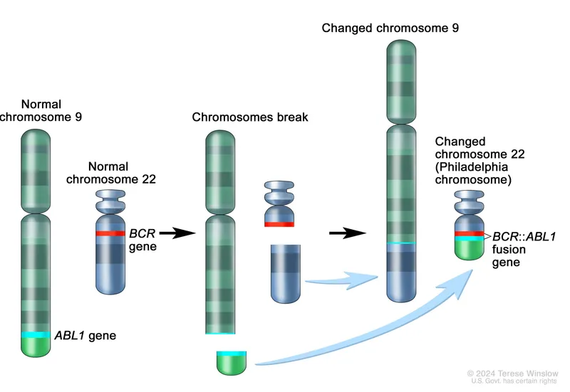 Philadelphia chromosome formation